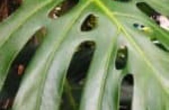 Hoe een Monstera Deliciosa-plant te kweken en te verzorgen