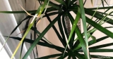 9 redenen waarom Dracaena-bladeren geel of bruin worden?